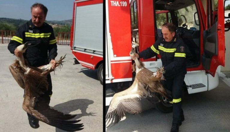 Χανιά: Γύπας συγκρούστηκε με λεωφορείο (pics+vid)