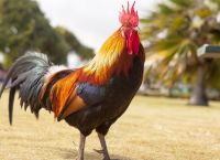 Αυστραλία: Ηλικιωμένη έχασε τη ζωή της από τσίμπημα κόκορα