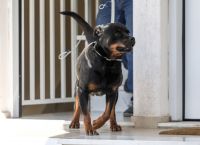 Τραγωδία στα Γλυκά Νερά: Σοκάρει η ιατροδικαστική εξέταση για τον θάνατο του βρέφους