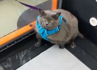 Η υπέρβαρη γάτα που έχει τρελάνει το διαδίκτυο [vid]