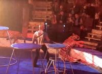 Ρωσία: Τίγρης κατέρρευσε την ώρα παράστασης σε τσίρκο [vid]