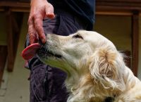 Πέθανε 63χρονος από το γλείψιμο του σκύλου του – Τι συμπτώματα εκδήλωσε