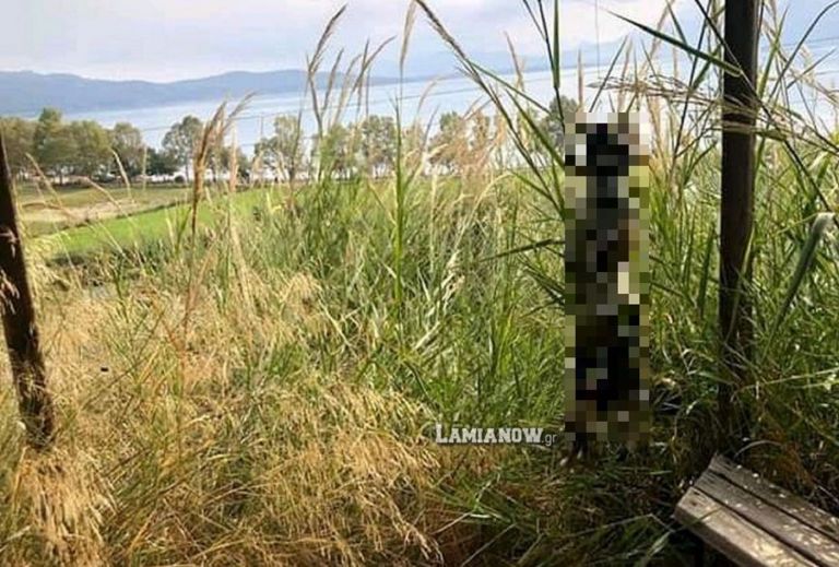 Φθιώτιδα: Κτηνωδία – Κρέμασαν σκύλο με σύρμα από το κιόσκι [pics-vid]