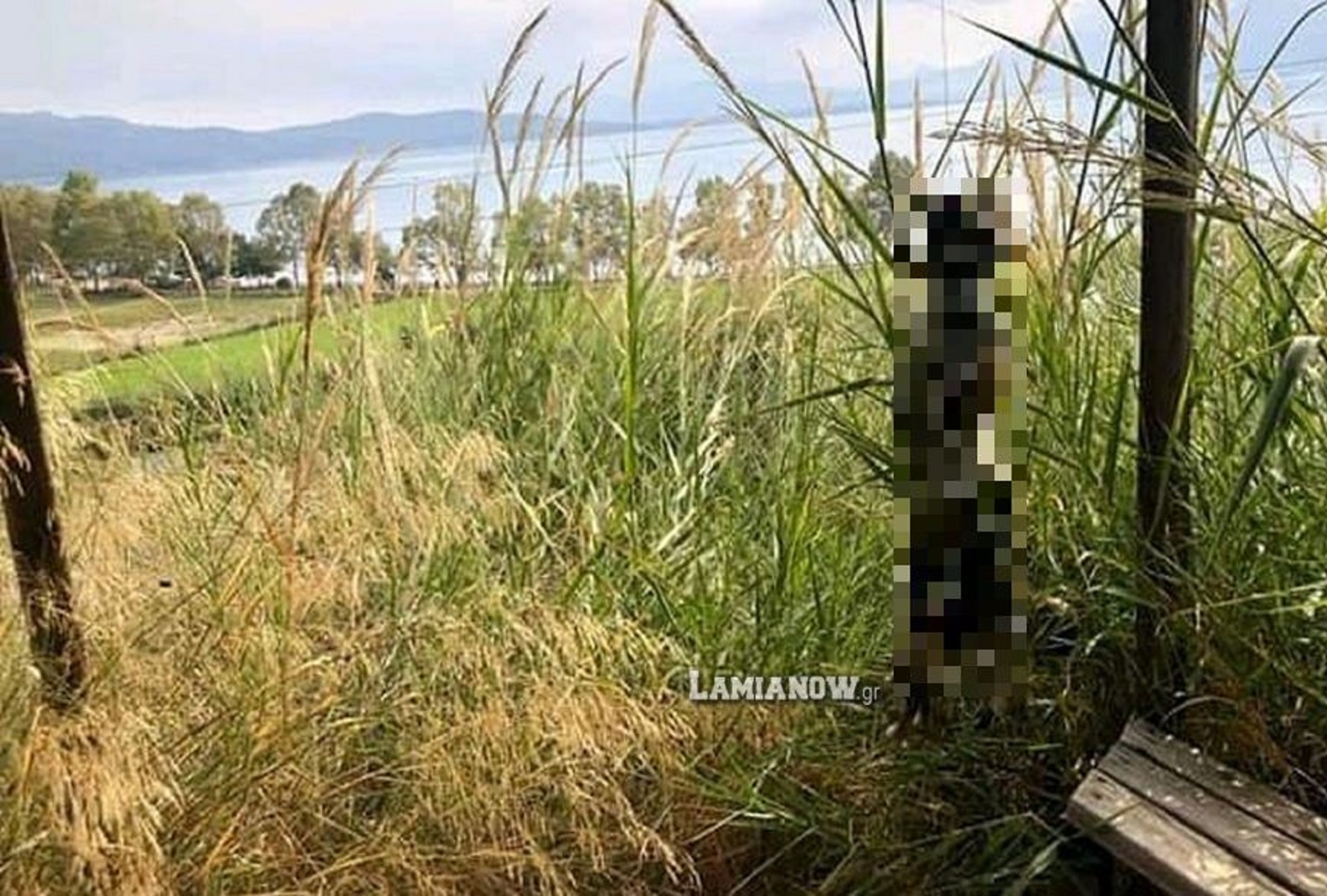 Φθιώτιδα: Κτηνωδία – Κρέμασαν σκύλο με σύρμα από το κιόσκι [pics-vid]