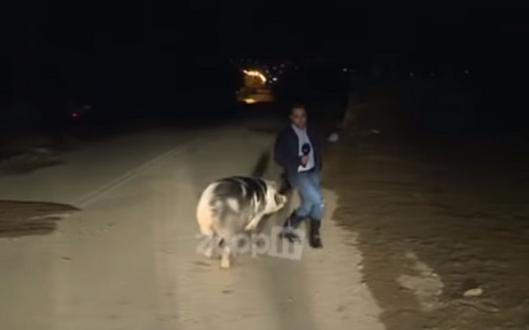 Γουρούνι κυνηγούσε on air τον ρεπόρτερ του Παπαδάκη [vid]