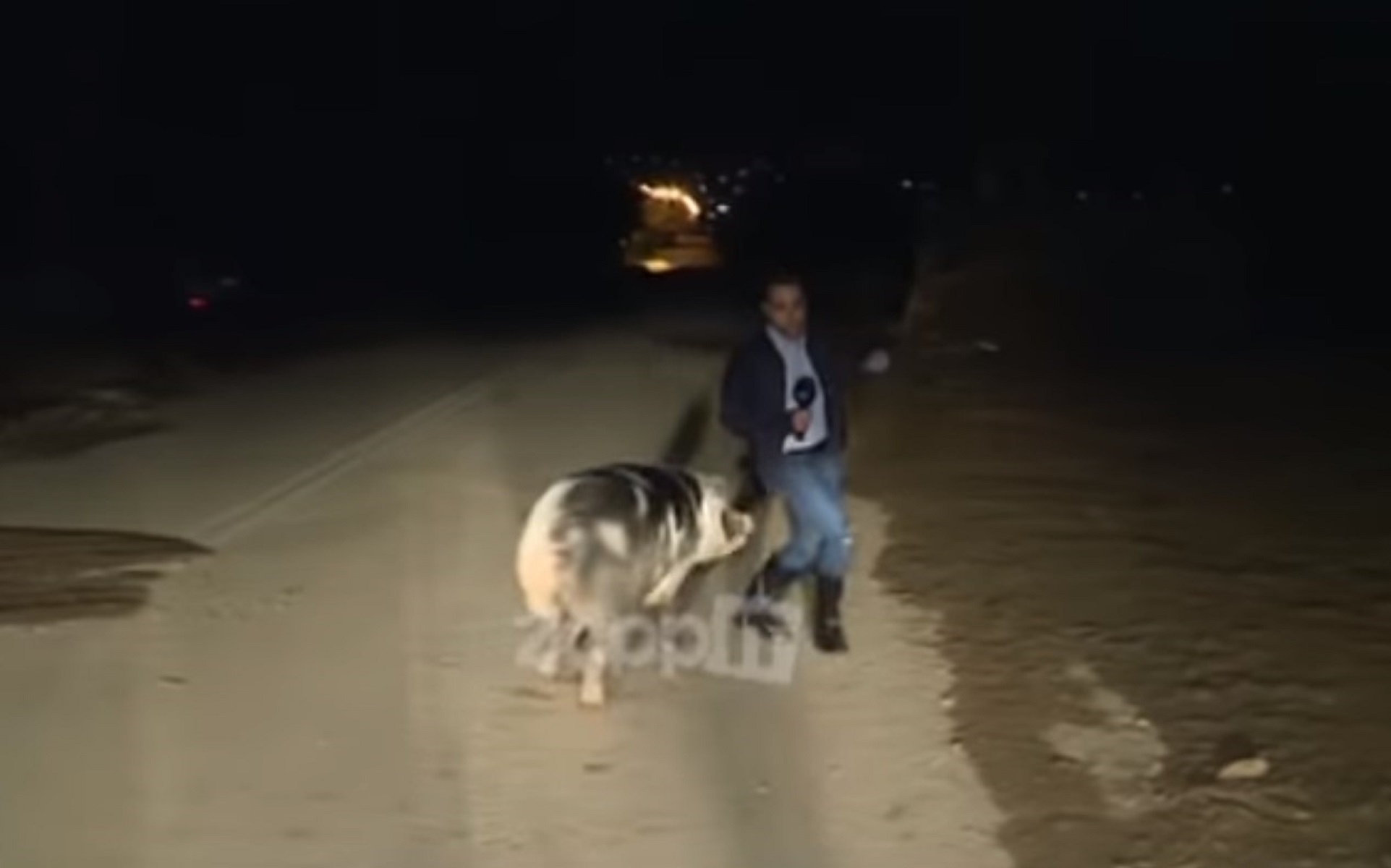 Γουρούνι κυνηγούσε on air τον ρεπόρτερ του Παπαδάκη [vid]