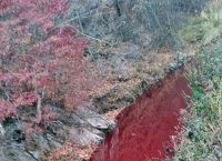 Νότια Κορέα: Τρομακτικό θέαμα – Ποτάμια γεμάτα με αίμα