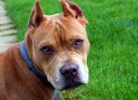 Αριδαία: Σοβαρά τραυματισμένη 11χρονη από επίθεση πίτμπουλ