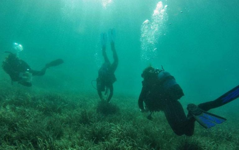 “Αναδάσωση” των βυθών με την πειραματική επαναφύτευση θαλάσσιων λιβαδιών ποσειδωνίας