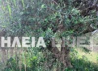 Πύργος: Άνδρας βρέθηκε νεκρός κρεμασμένος σε δέντρο