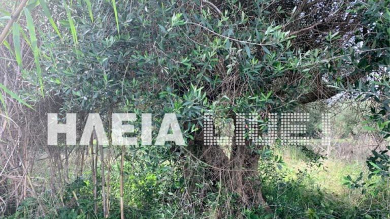 Πύργος: Άνδρας βρέθηκε νεκρός κρεμασμένος σε δέντρο