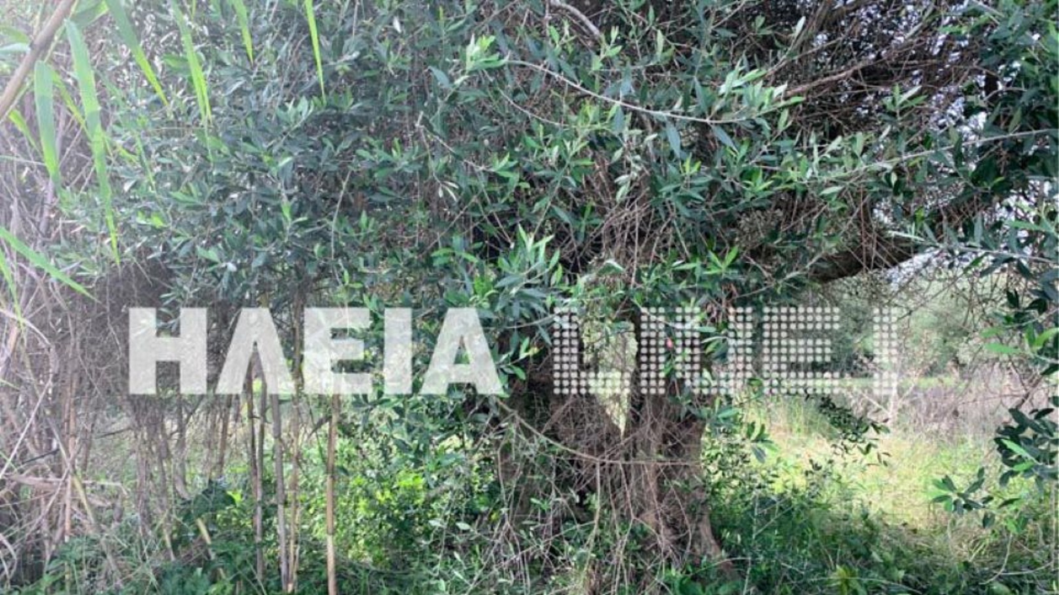 Πύργος: Άνδρας βρέθηκε νεκρός κρεμασμένος σε δέντρο