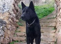 Το «αντίο» της Ελληνικής Αστυνομίας στον Blacky – «Δεν θα σε ξεχάσουμε»