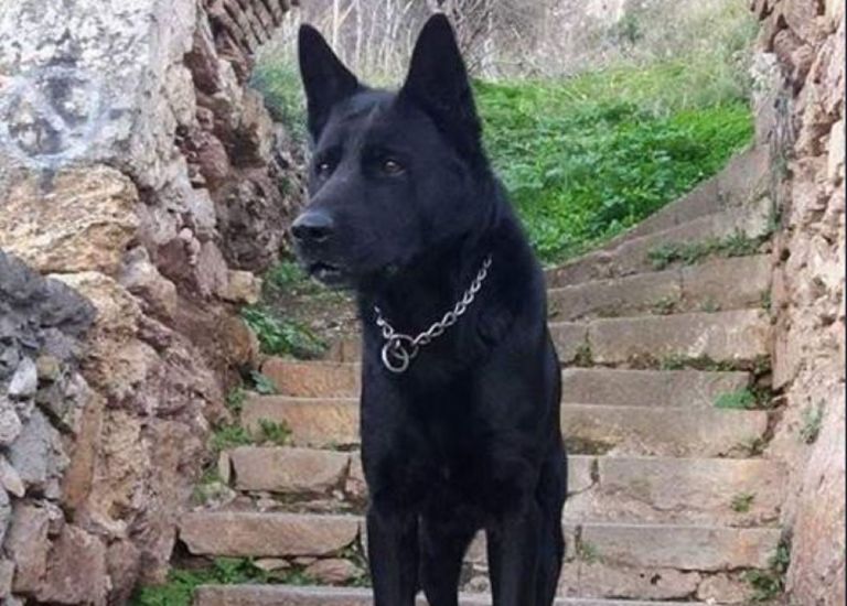 Το «αντίο» της Ελληνικής Αστυνομίας στον Blacky – «Δεν θα σε ξεχάσουμε»