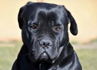 Κορωνοϊός κατοικίδια ζώα: Όσα πρέπει να γνωρίζουμε