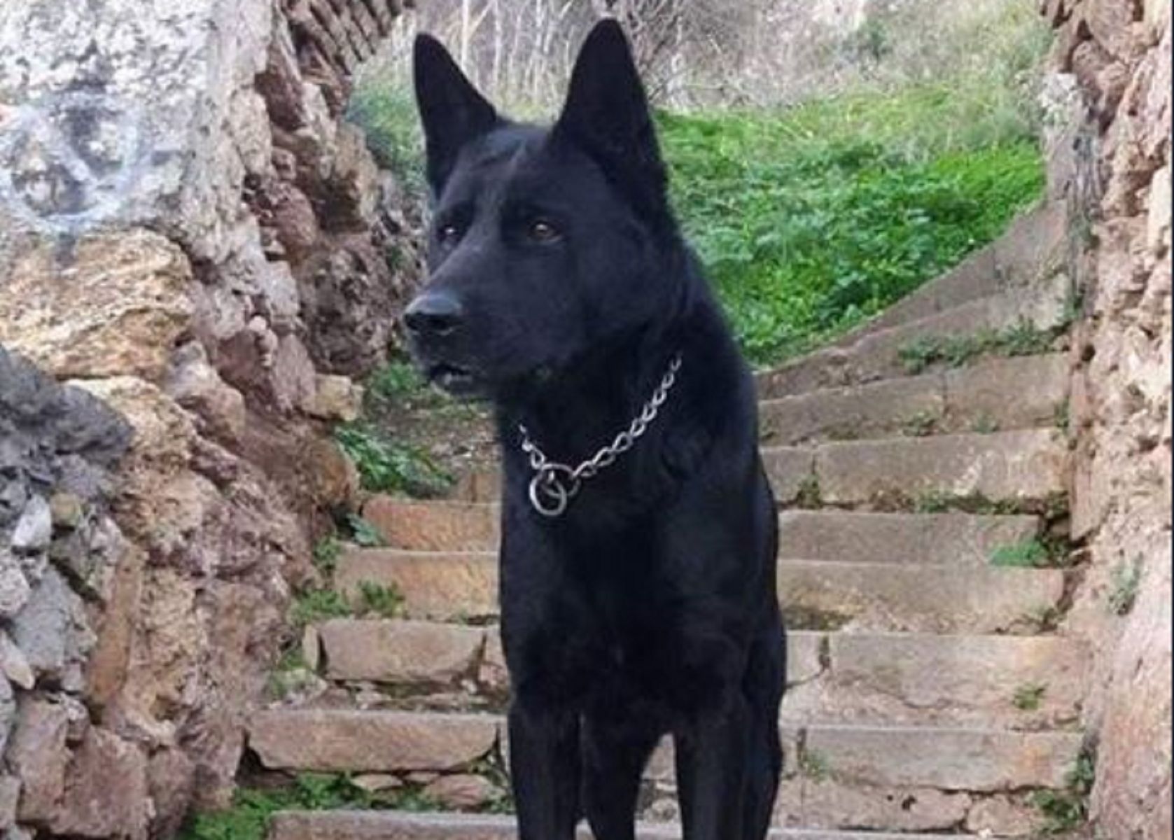 Το «αντίο» της Ελληνικής Αστυνομίας στον Blacky – «Δεν θα σε ξεχάσουμε»
