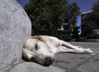 Ροδόπη: Τον κατήγγειλε συγγενής του γιατί πυροβόλησε αδέσποτο σκύλο Ροδόπη: Τον κατήγγειλε συγγενής του γιατί πυροβόλησε αδέσποτο σκύλο