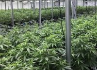 Πειραιάς κάνναβη: Εντοπίστηκε κοντέινερ που ζύγιζε 1,2 τόνους Πειραιάς κάνναβη: Εντοπίστηκε κοντέινερ που ζύγιζε 1,2 τόνους
