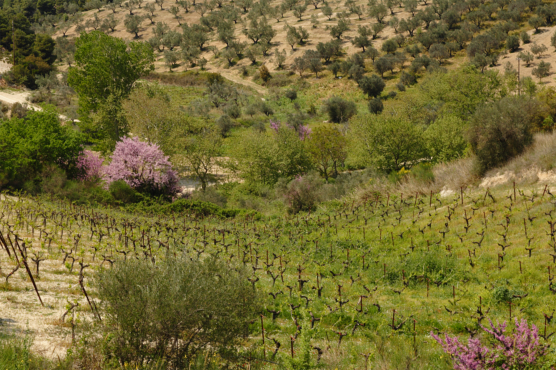 Νεμέα