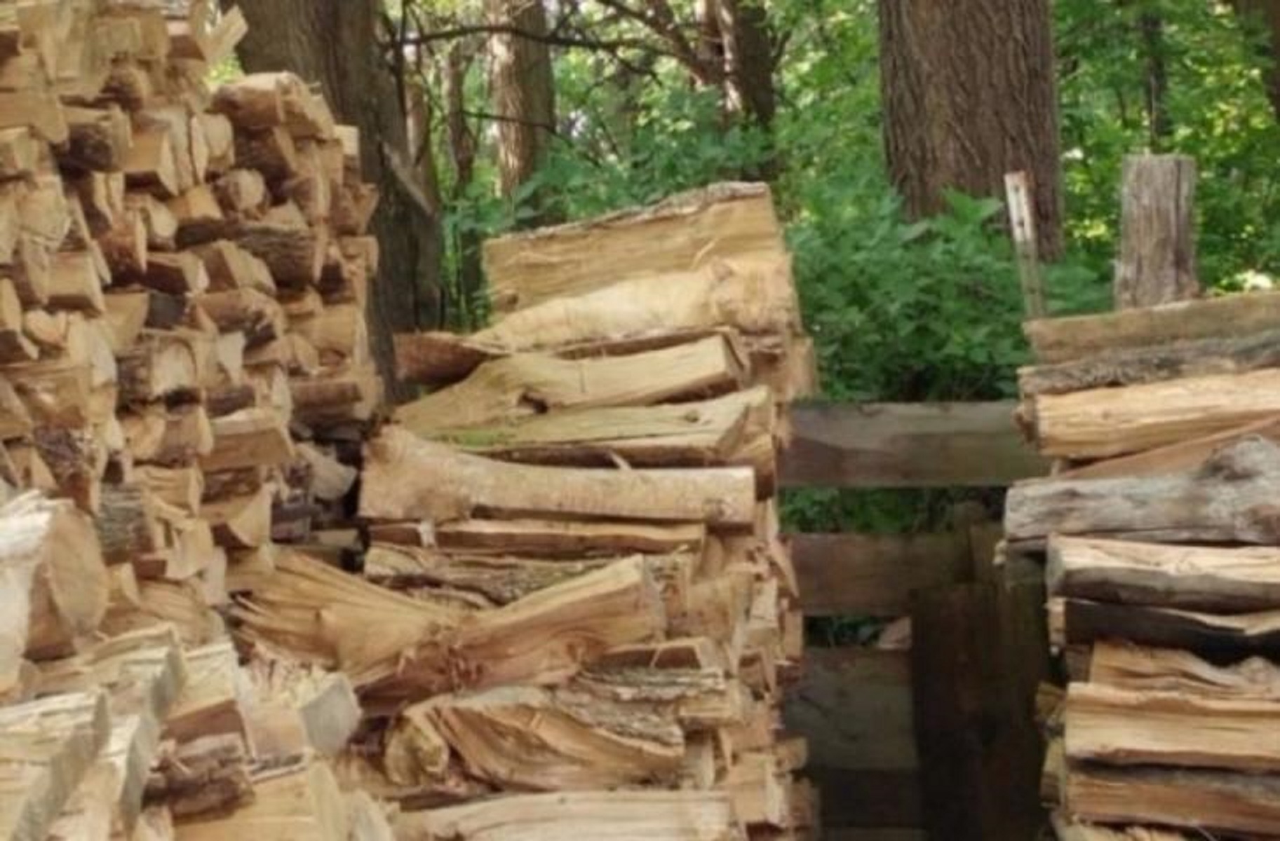 Το 99% των ανθρώπων δεν μπορεί να βρει τη γάτα στη φωτογραφία