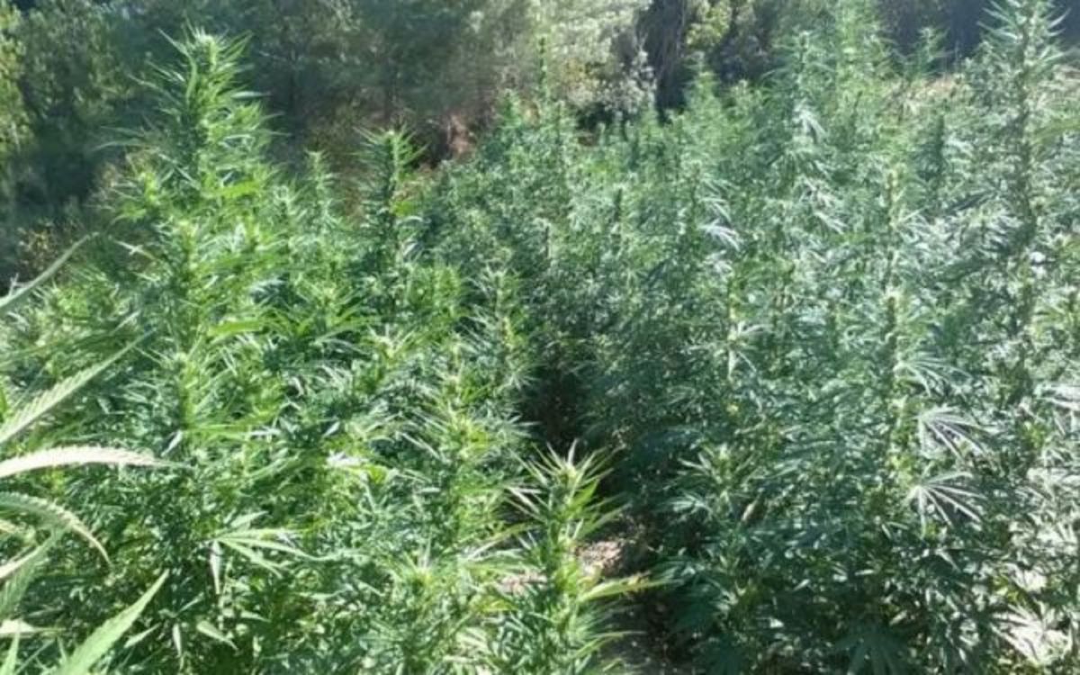 Ηράκλειο: Εντοπίστηκε χασισοφυτεία
