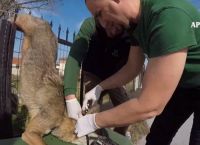 Θεσσαλονίκη λύκαινα Ελισάβετ: Δείτε το βίντεο της διάσωσης του ζώου