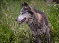 Θεσσαλονίκη λύκος: Εγκλωβίστηκε σε κάγκελα σπιτιού – Επιχείρηση για τη διάσωσή του