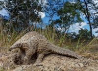 Παγκολίνος κορωνοϊός: Ο φολιδωτός μυρμηγκοφάγος πιθανότερος ξενιστής του ιού