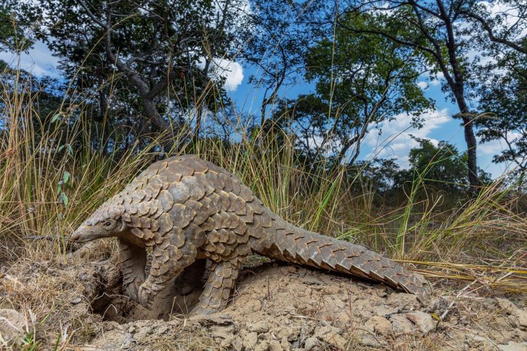 Παγκολίνος κορωνοϊός: Ο φολιδωτός μυρμηγκοφάγος πιθανότερος ξενιστής του ιού