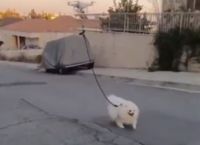 Έβγαλε το σκύλο βόλτα με drone λόγω κορονοϊού [vid]