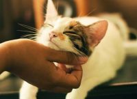 Μην κάνετε το λάθος – Αυτή είναι η αλήθεια για τον κορωνοϊό και τα κατοικίδια