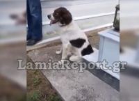 Φθιώτιδα κηδεία: Ραγίζει καρδιές ο σκύλος στην κηδεία του αφεντικού του
