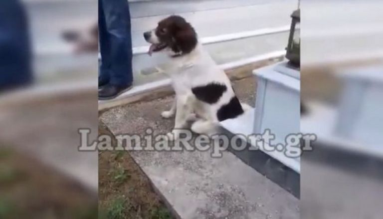 Φθιώτιδα κηδεία: Ραγίζει καρδιές ο σκύλος στην κηδεία του αφεντικού του