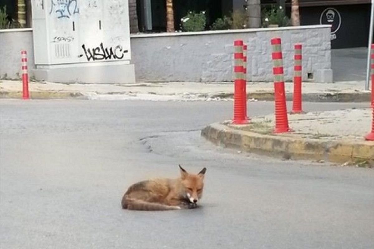 Αλεπού στην Αγία Παρασκευή: Σε κεντρικό δρόμο βρέθηκε ξαπλωμένο το άγριο ζώο [vid]