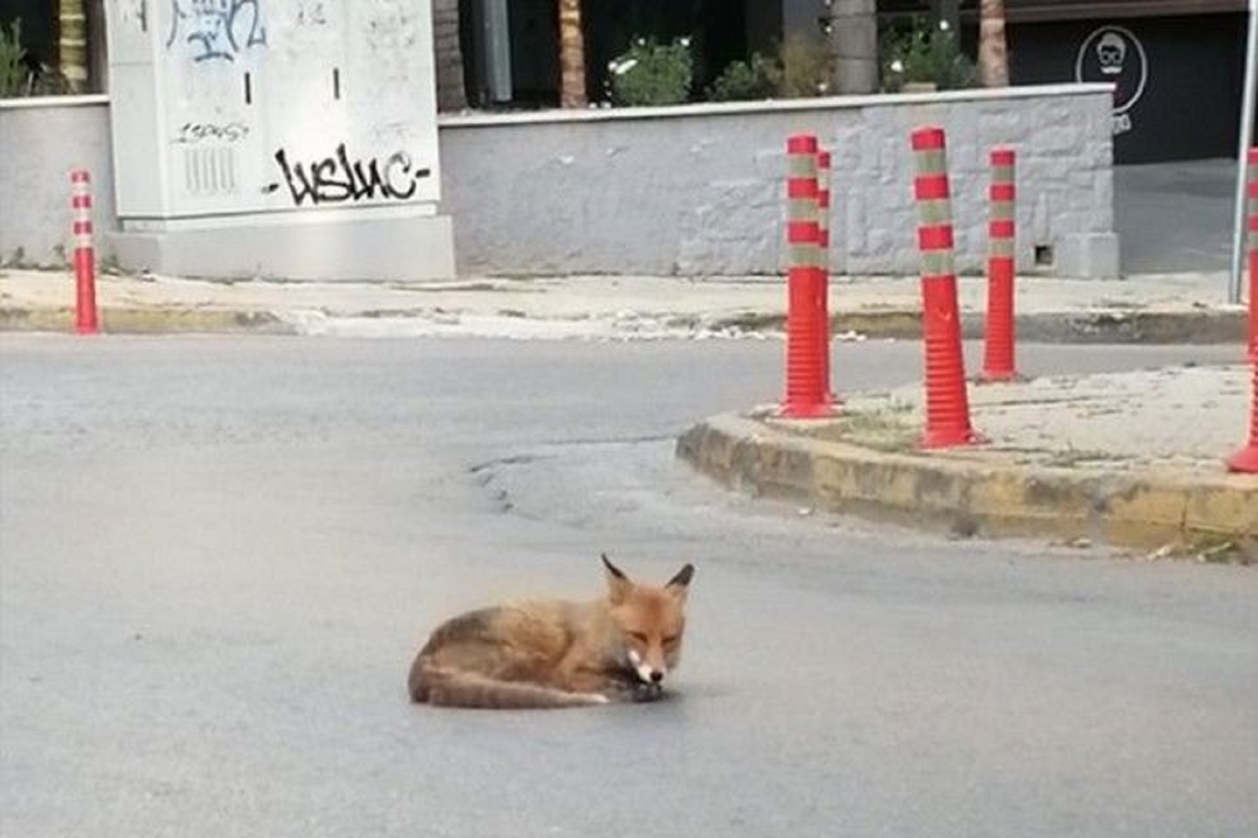 Αλεπού στην Αγία Παρασκευή: Σε κεντρικό δρόμο βρέθηκε ξαπλωμένο το άγριο ζώο [vid]