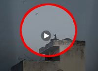Ινδία μαϊμού: Έκλεψε χαρταετό και προσπάθησε να τον πετάξει Ινδία μαϊμού: Έκλεψε χαρταετό και προσπάθησε να τον πετάξει