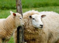 Αρνί, πρόβατο, κατσίκι: Διαφορές και πως το ξεχωρίζω