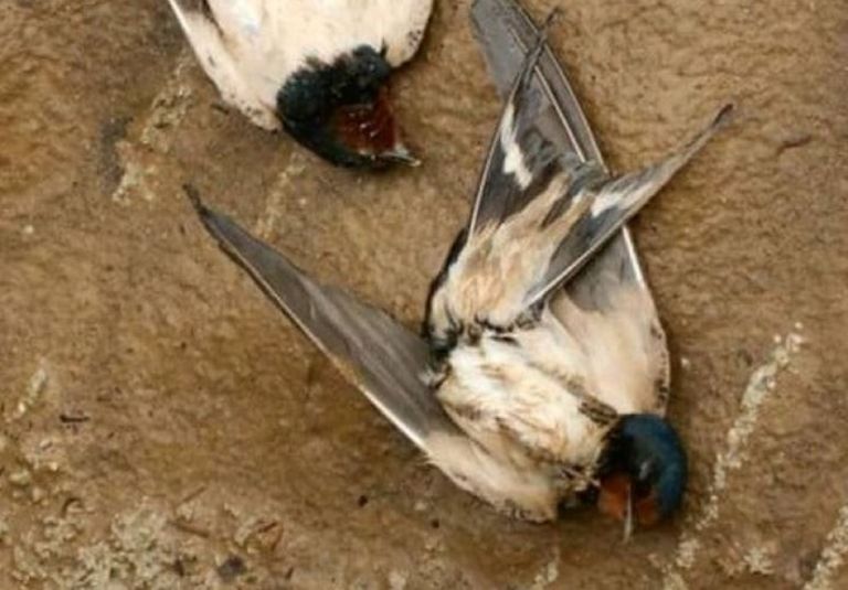 Χελιδόνια στο Άργος: Η ανακοίνωση για τα νεκρά πουλιά