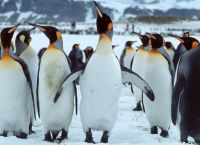 Πιγκουίνοι κάνουν βόλτες και τηρούν τις αποστάσεις [vid]