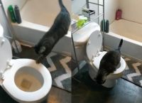 Ξεκαρδιστικό βίντεο με γάτα που χρησιμοποιεί κανονικά την τουαλέτα [vid]
