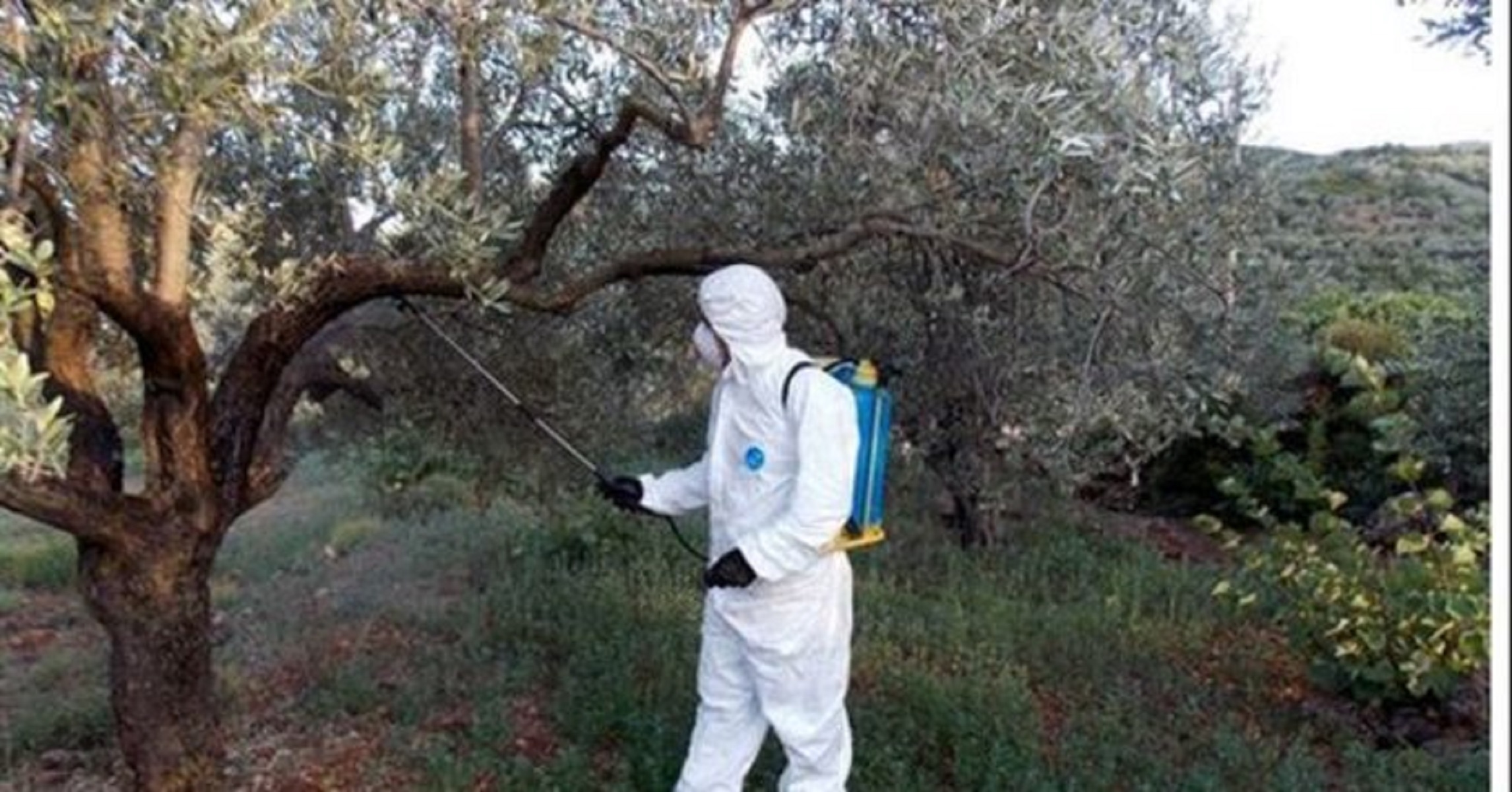 Δακοκτονία προσλήψεις: Νέες θέσεις εργασίας στη Χαλκιδική