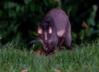 Μοσχογαλή: Ο νέος ύποπτος για την προέλευση του κορωνοϊού – Ποιο είναι το χαμένο κομμάτι του παζλ