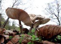 Δηλητηρίαση μανιτάρια μαθητής: Θα υποβληθεί σε μεταμόσχευση ήπατος