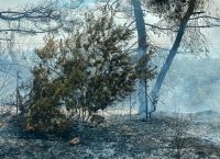 Θεολόγος φωτιά: Υπό πλήρη έλεγχο η φωτιά – Άνοιξαν και οι δρόμοι Θεολόγος φωτιά: Υπό πλήρη έλεγχο η φωτιά – Άνοιξαν και οι δρόμοι