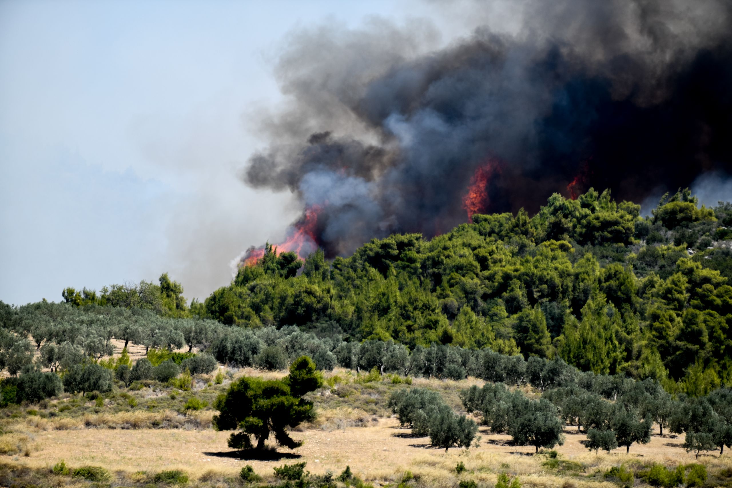 Φωτιά Κεχριές: Αίτημα Χαρδαλιά στην ΕΕ για ενεργοποίηση υπηρεσίας δορυφορικής παρακολούθησης της πυρκαγιάς