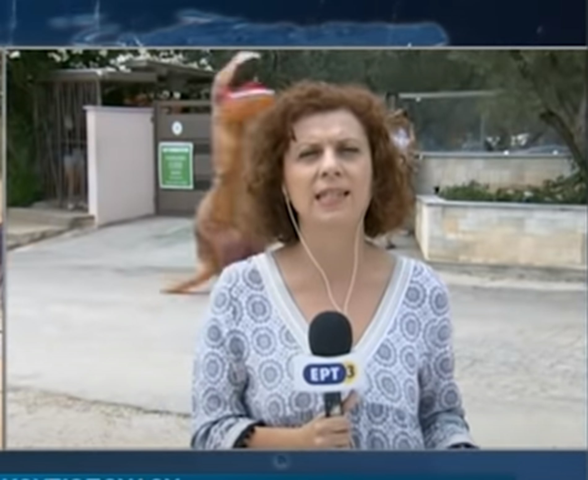 ΕΡΤ δεινόσαυρος: Το απρόοπτο με ρεπόρτερ στο δελτίο της κρατικής τηλεόρασης