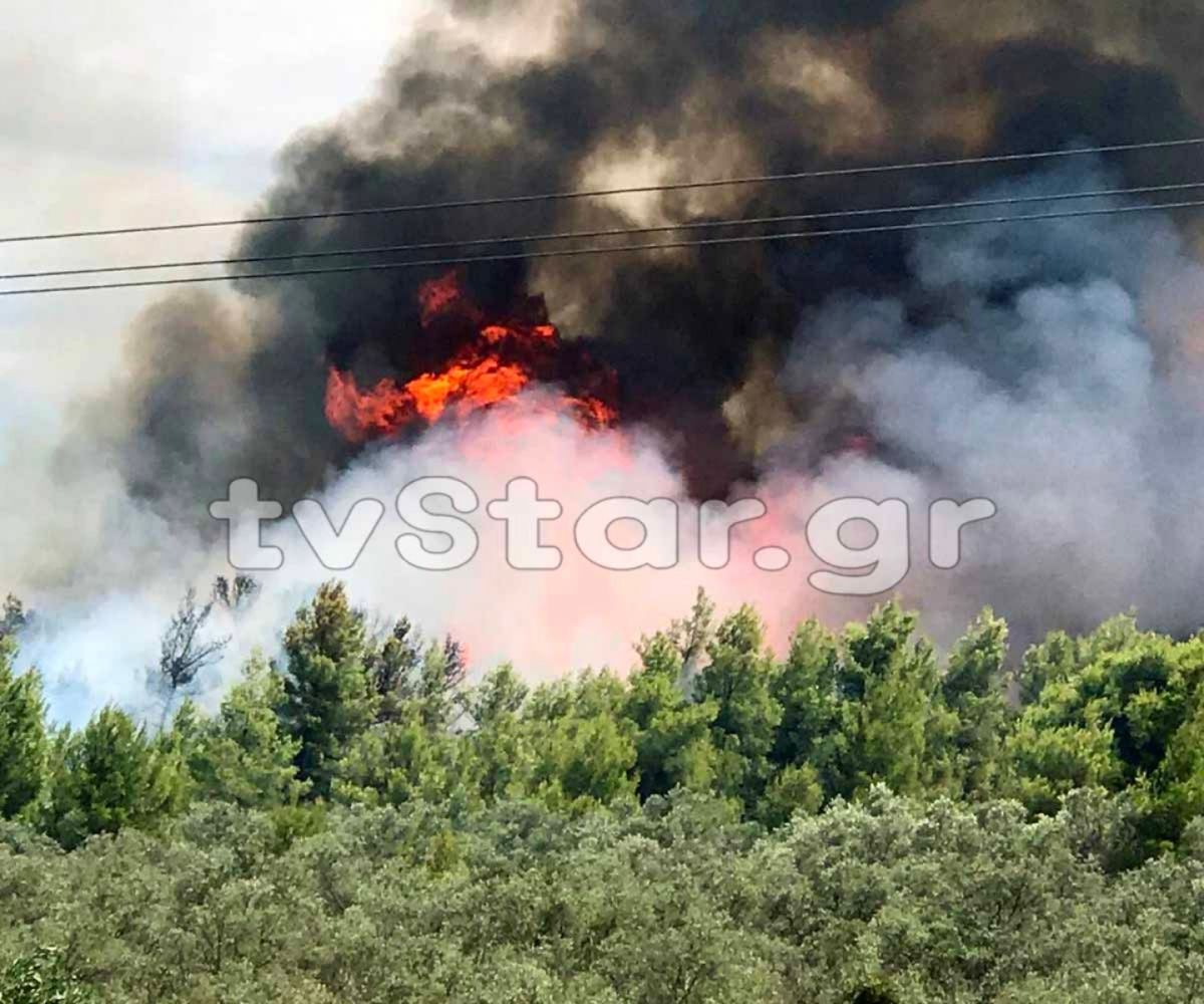 Φωτιά Θεολόγος: Πυρκαγιά στο πευκοδάσος της περιοχής