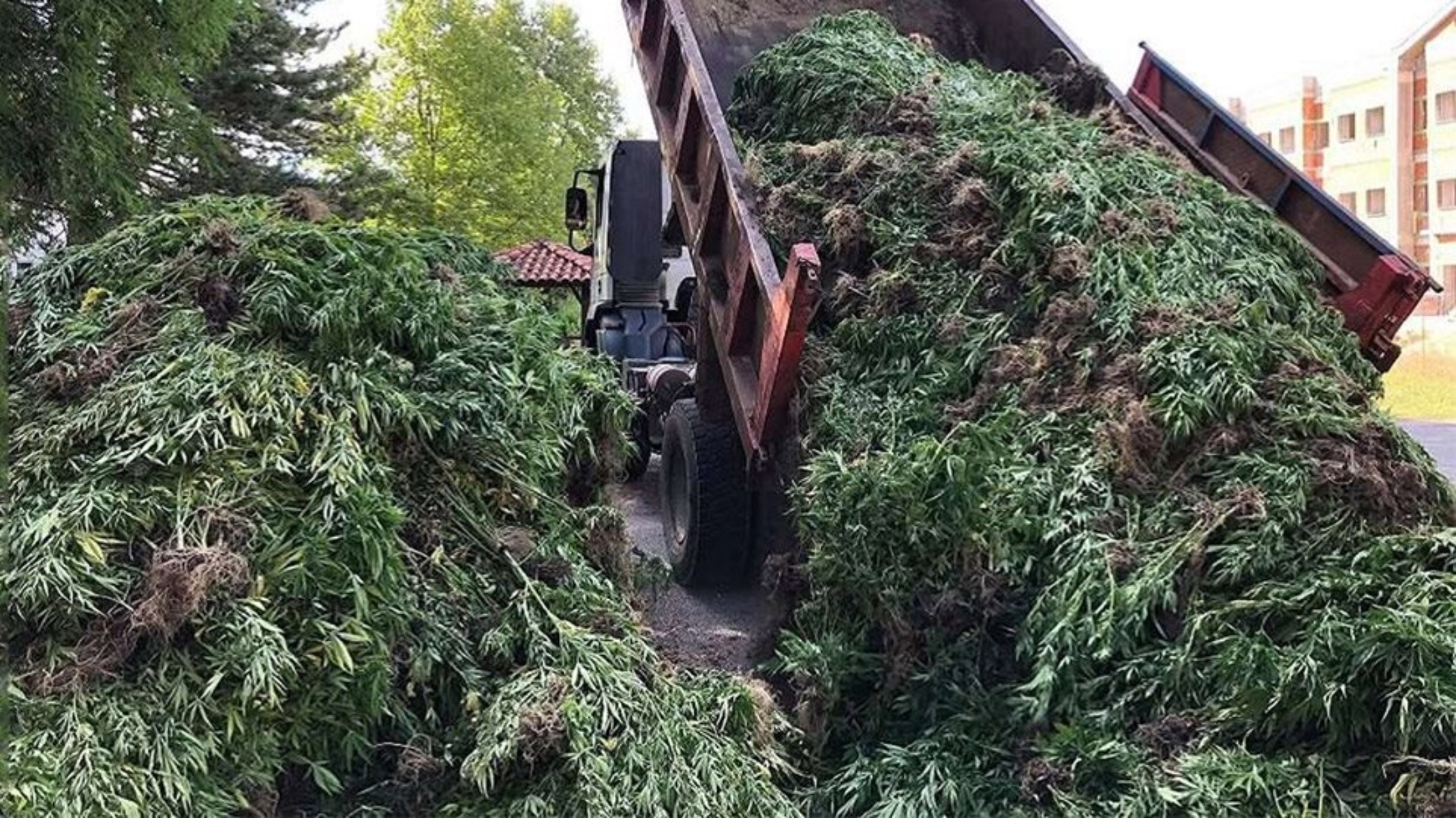 Χασισοφυτεία Γρεβενά: 14 χιλιάδες δενδρύλλια εντόπισε η Αστυνομία