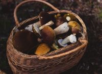 Πώς να ξεχωρίσω τα δηλητηριώδη μανιτάρια