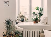 Πώς να περιποιηθούμε σωστά τα φυτά μας μετά τις διακοπές